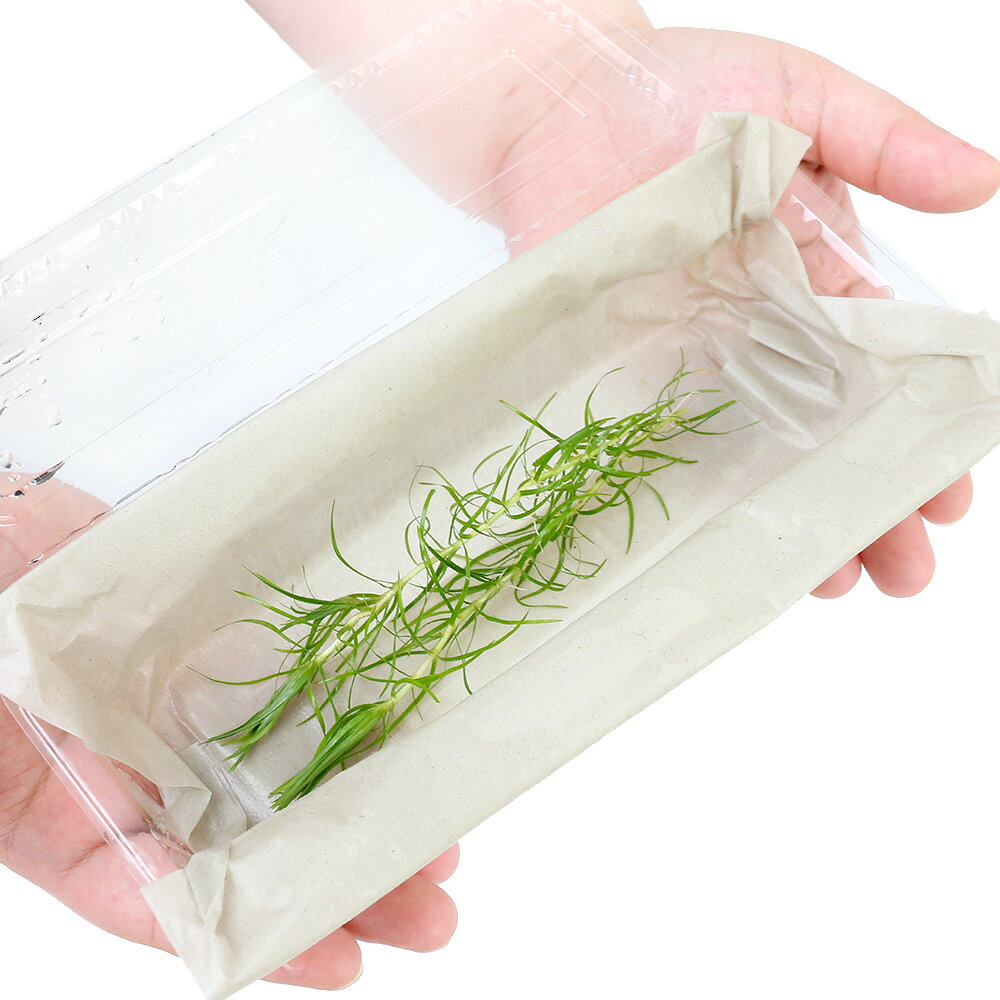 （水草）トニナ　スレンダーリーフ（水中葉）（無農薬）（2本）