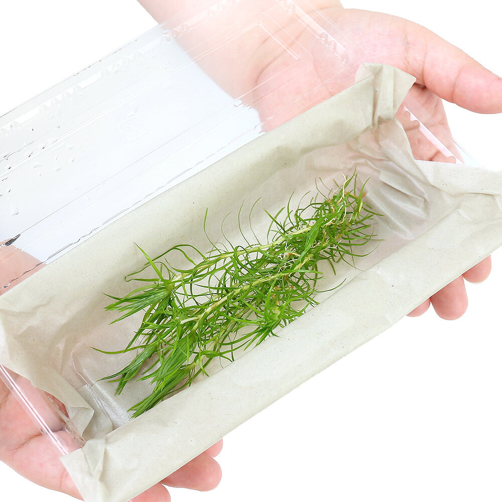 （水草）トニナ　スレンダーリーフ（水中葉）（無農薬）（4本）
