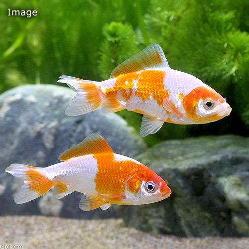 （国産金魚）更紗和金　三つ尾〜四つ尾　6〜9cm（3匹）