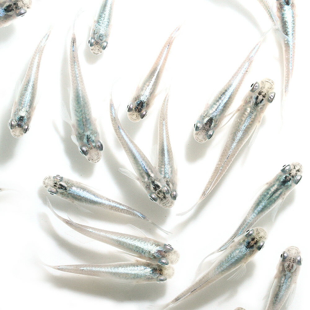 （めだか）幹之メダカ（3匹）