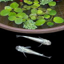 (めだか)(水草)幹之メダカ初心者セット 幹之メダカ(6匹)+おまかせ浮き草3種セット