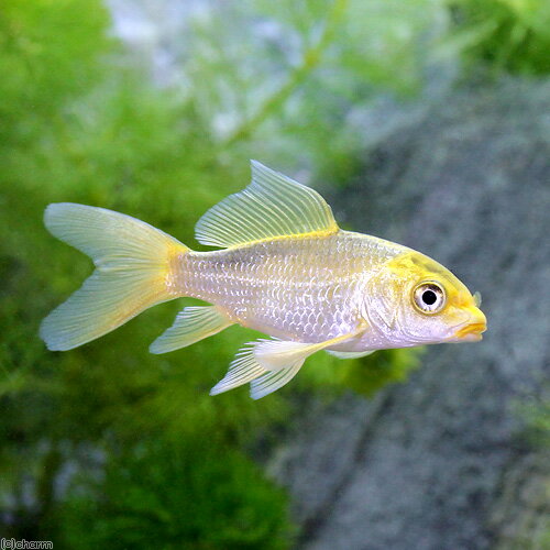 （錦鯉）ヒレナガニシキゴイ　Sサイズ（3匹）