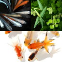 (めだか)(水草)水辺のなかよしセット メダカミックスとおたま金魚(浮き草付き)