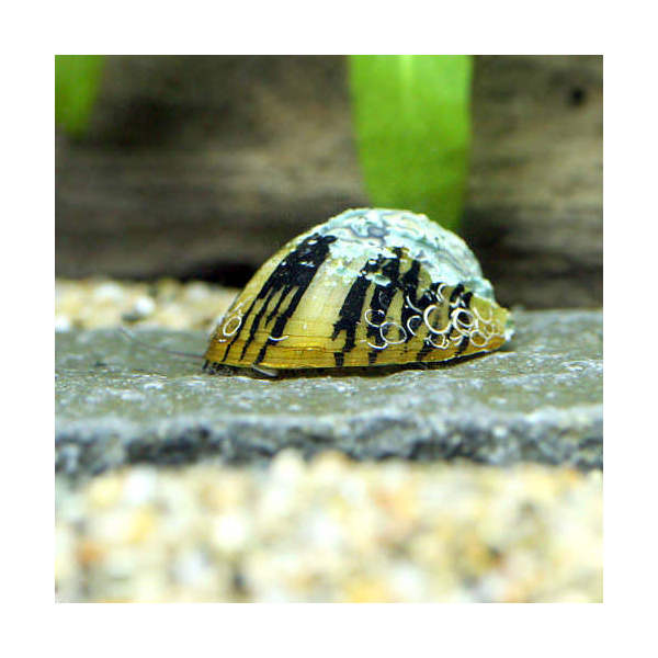ʥӡˡBʡ˥٥åեͥ޳1ɤˡ̳ƻ彣Ҷݲ