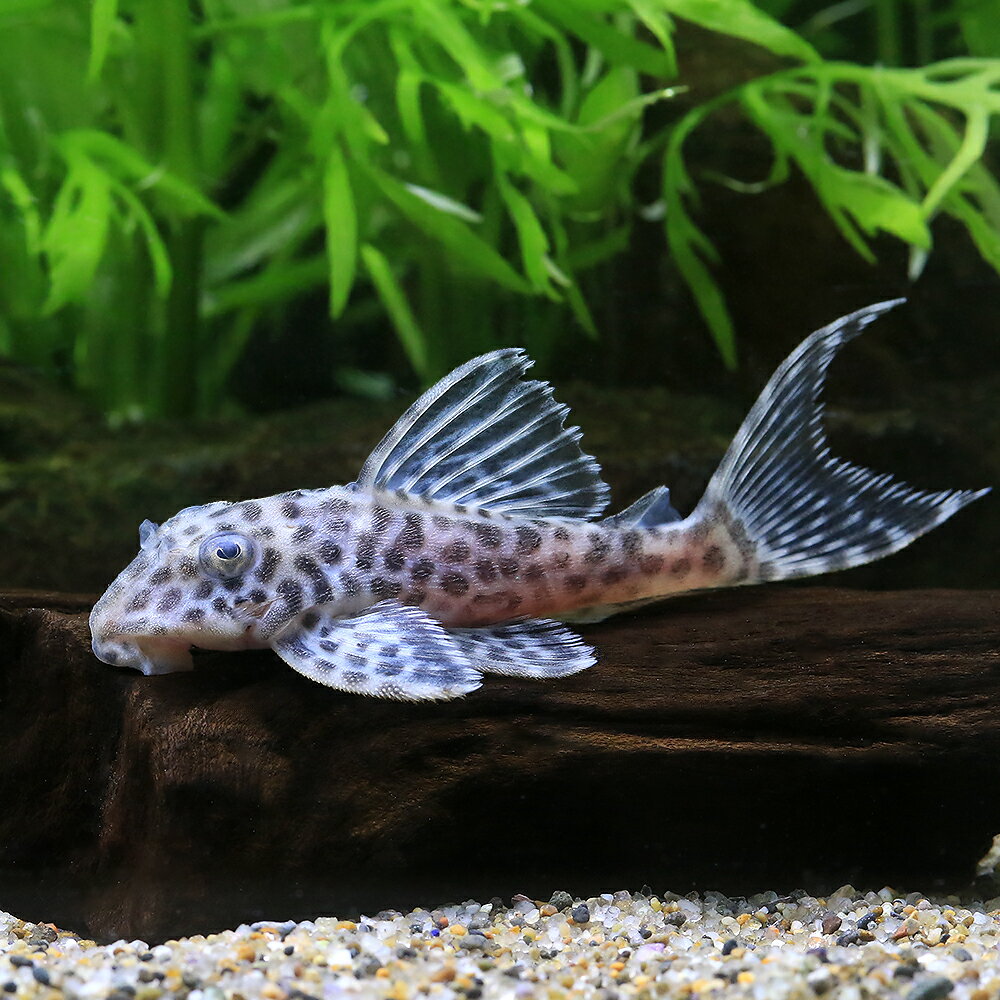 Other - （熱帯魚）キングダップルド・ペコルティア　L−400（ブリード）（1匹）　沖縄別途送料　北海道・九州航空便要保温