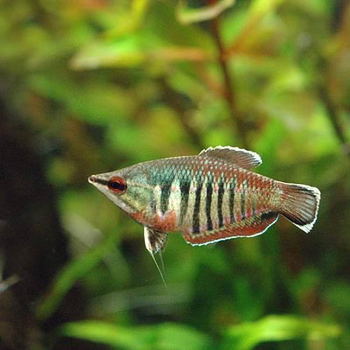 Other - （熱帯魚）スファエリクティス・バイランティ（5匹）　北海道・九州航空便要保温