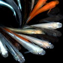 (めだか)メダカミックス(20匹)