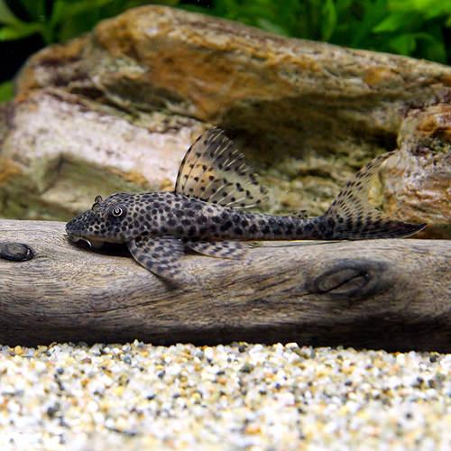 乐天商城 - （熱帯魚）クプープレコ　コロンビア（ワイルド）（1匹）　北海道・九州航空便要保温