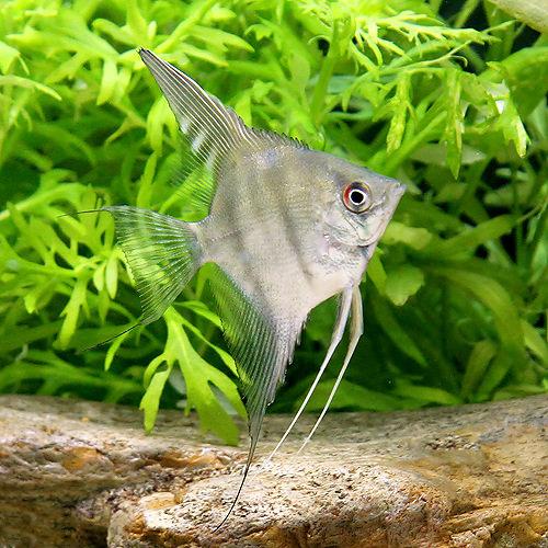 スカラレ・エンゼルフィッシュネグロ...
