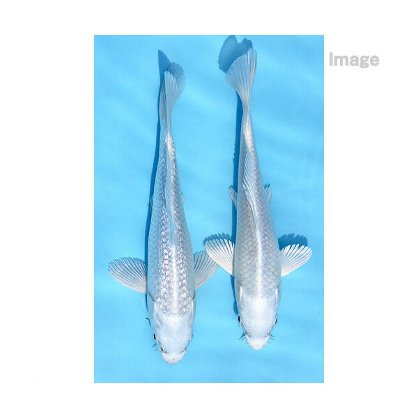 （錦鯉）プラチナ錦鯉 ニシキゴイ 8〜13cm（1匹）