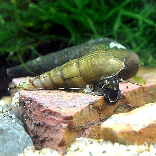 （エビ・貝）スレンダートランペット・スネール（3匹）　北海道・九州航空便要保温