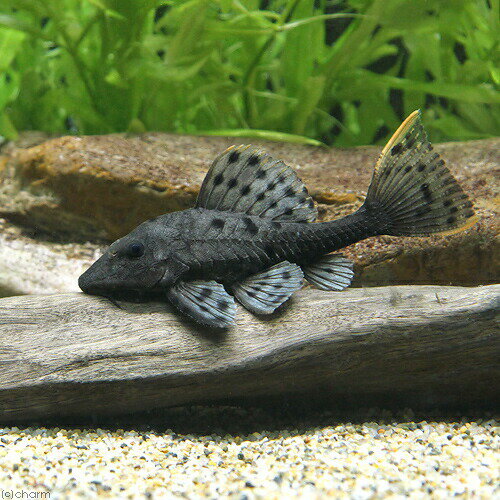 Other - （熱帯魚）オレンジフィンアーマード・プレコ　約18〜20cm（ワイルド）（1匹）　北海道・九州航空便要保温
