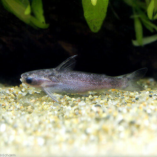 （熱帯魚）マーブルコンコロール・タティア　ペルー（1匹）　北海道・九州航空便要保温