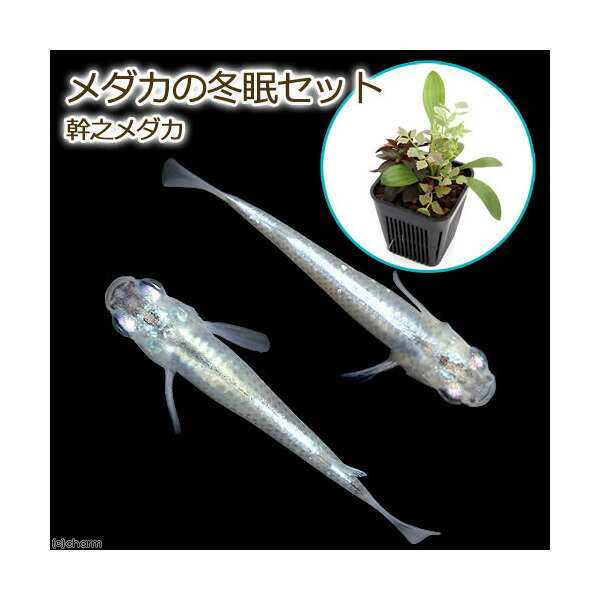 （めだか）（ビオトープ）メダカの冬眠セット 幹之メダカ付き（4匹）本州四国限定