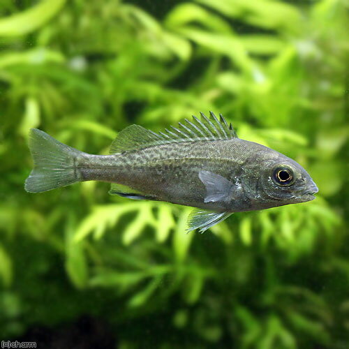 シルバーパーチ