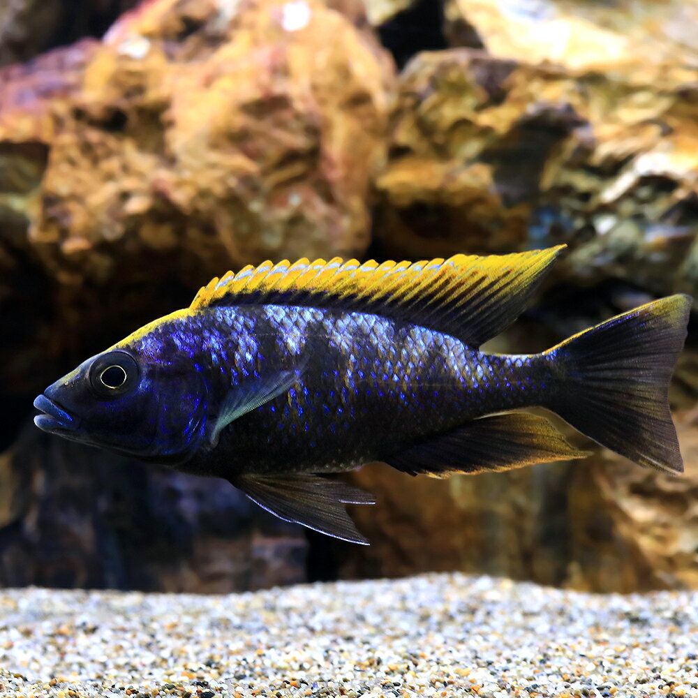 （熱帯魚）オトファリンクス・リトバテス　ブラック　オレンジドーサル　（1匹）　北海道・九州航空便要保温