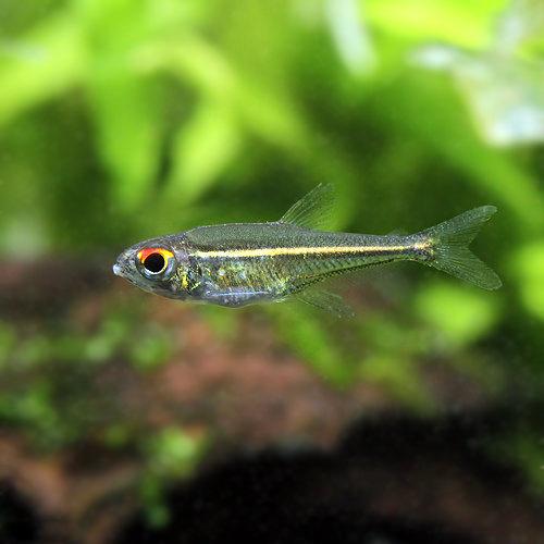 （熱帯魚）ホプロカラックス・ゴエッセイ（1匹）　北海道航空便要保温