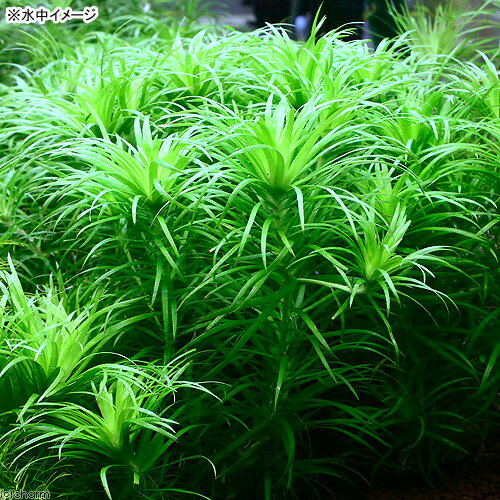 �ʿ���˥ȥ˥�sp���顼�������ǡʿ����աˡ�̵�����ˡ�6�ܡ�