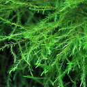 (水草)カワゴケsp.(無農薬)(1パック)
