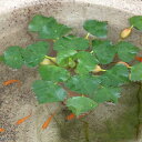 （ビオトープ）水辺植物　ヒシ（3株）　浮葉植物