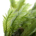 (水草)ホウオウゴケ(水上葉)(無農薬)(1パック分)