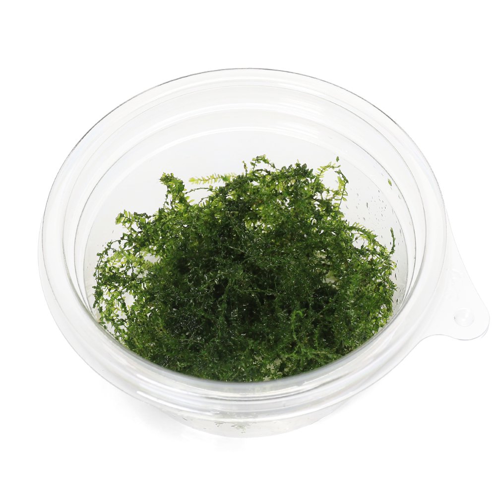 （水草）ウィローモスsp．マナウス産（無農薬）（1カップ）