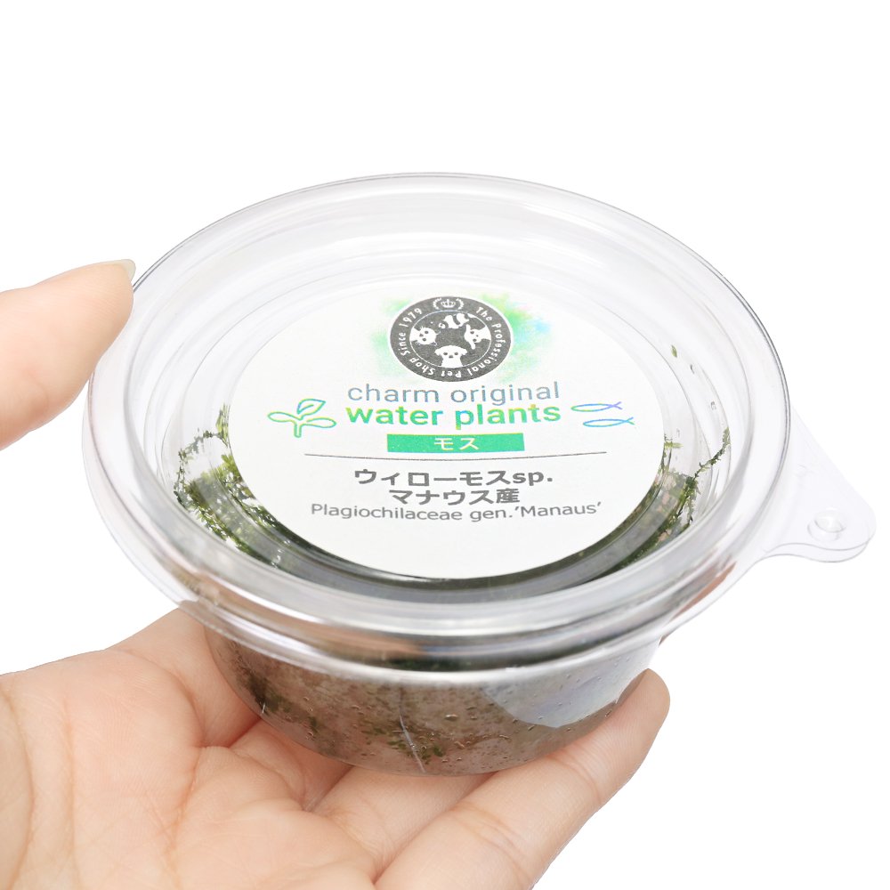 （水草）ウィローモスsp．マナウス産（無農薬）（1カップ）