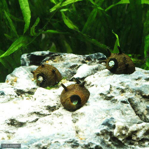 �ʥ��ӡ����˥������д�����12ɤ�ˡ��̳�ƻ���彣�Ҷ������ݲ�