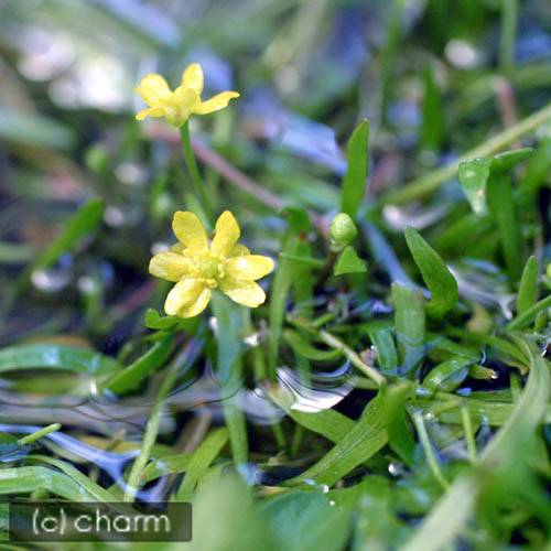 （ビオトープ）水生植物 イトキンポウゲ（1ポット） 湿生植物（休眠状態）