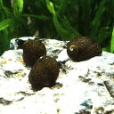 (エビ・貝)石巻貝(10匹)(+1割おまけ) 北海道・九州航空便要保温