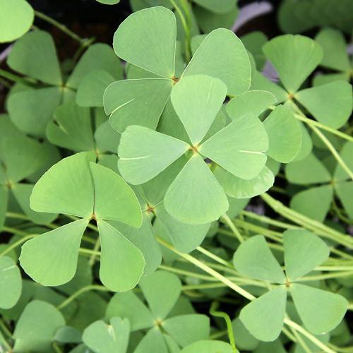 （ビオトープ）水生植物 ナンゴクデンジソウ（1ポット） 抽水～浮葉植物（休眠状態）