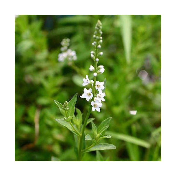 （ビオトープ）水生植物 ヌマトラノオ（1ポット） 湿生植物（休眠状態）
