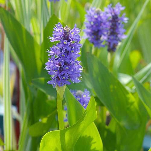 （ビオトープ）水生植物 ポンテデリア コルダータ（青花）（1ポット） 抽水植物（休眠状態）