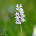 (ビオトープ)水生植物 ポンテデリア コルダータ アルバ(白花)(1ポット) 抽水植物