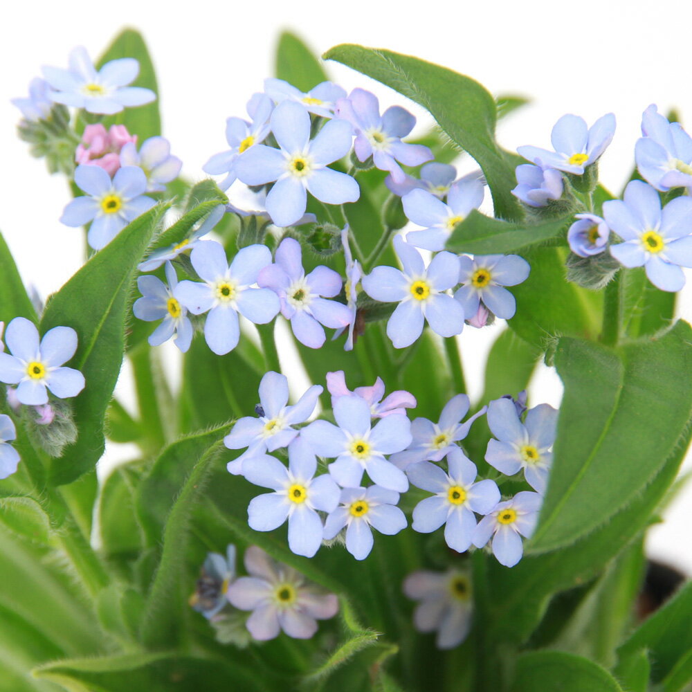 （ビオトープ）水生植物 ワスレナグサ（勿忘草）（1ポット）（休眠状態）