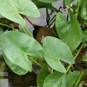 (ビオトープ)水生植物 河骨 ヒメコウホネ(1ポット) 浮葉植物