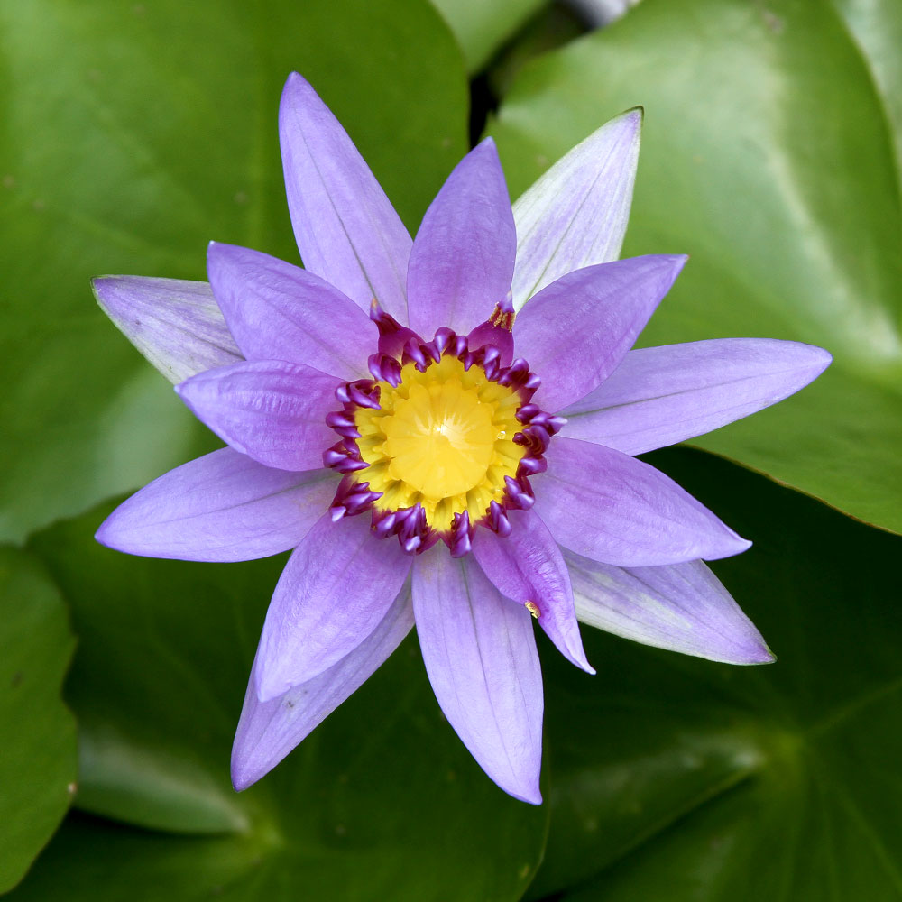 （ビオトープ）睡蓮 熱帯性睡蓮（スイレン）（青） コロラタ（1ポット）（休眠状態）