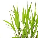 (ビオトープ)水生植物 ツルヨシ(1ポット) 湿生植物