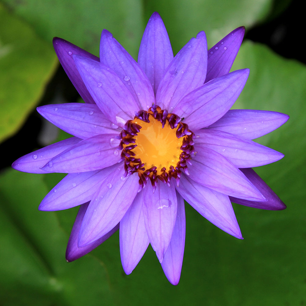 （ビオトープ）睡蓮 熱帯性睡蓮（スイレン）（青紫） ディレクター G．T．ムーア（1ポット）（休眠状態）