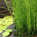 (ビオトープ)水生植物 ミズトクサ(1ポット) 抽水植物