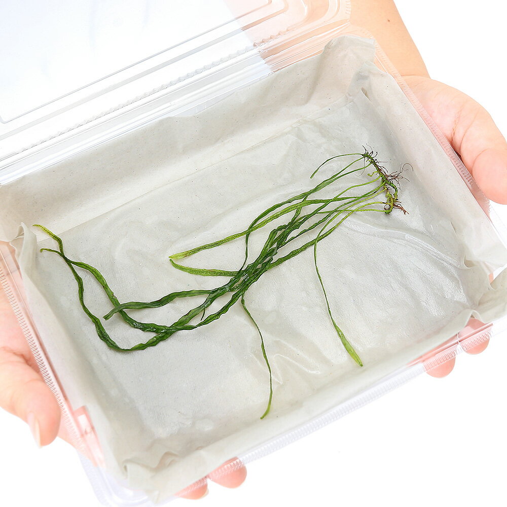 �ʿ���˥ߥ������ꥦ�ࡡ�ܥʥ����꡼�աʿ����աˡ�̵�����ˡ��տ�3��5��ˡ�1��ʬ��