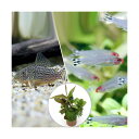 (熱帯魚)(水草)ビギナースタートセット ラミーノーズ・テトラ(ブリード)(10匹)+コリドラス・ステルバイ(1匹) 北海道航空便要保温