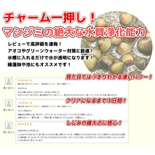 （エビ・貝）マシジミ　Lサイズ（5匹）（＋2割おまけ）
