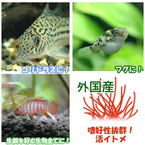 嗜好性抜群！活イトメ《生餌》輸入イトメ　30g特長●鑑賞魚用のエサとして最も喜ばれる生餌です。特に導入直後や、病気後の体力回復には高い効果を発揮し、繁殖時に体力をつけるのにも効果的です。●魚の食いつきも素晴らしく、人工飼料に餌付きにくい種には最適です。●食いつきが良いため、与えすぎると肥満になりやすいので注意してください。●与えるときは専用のハットや、小皿を使うと良いでしょう。●外国産のものは品質では国産のものに劣りますが、年々流通量が少なくなっている国産のものに比べ入荷が安定しています。●国産のものに比べ色が鮮やかに見えますが、傷みやすいので与える際は流水で洗浄する事により病気等の持ち込みを防げます。容量30g原産国中国、東南アジア各国他対象種淡水魚、両生類各種※底砂に直接触れると底砂内に潜ってしまうので、水槽上層を泳ぐ種に与える場合は専用のハット、ローチやコリドラス等の低層を泳ぐ種に与える場合は小皿を使用してください。保存方法イトメの保存方法はいくつかあります。基本的には水温を低くし、酸素が十分に行き渡るようにしてください。また死骸などはまめに取り除き、清潔な水を保つようにしてください。●水道水や井戸水をかけ流しにする。この方法は最も長くイトメを保存できます。●タッパなどに浅く水を張り、蓋に穴を開けて冷蔵庫に入れる。1日1回、水を替えて清潔に水を保ちます。●冷暗所に浅めに水を張り、エアーレーションをする。1日1回以上、水を替えて清潔に水を保ちます。これらの方法で1〜2週間程度保存ができます。ご注意※本製品は観賞魚用のエサです。その他の目的には使用しないで下さい。※イトメ以外の生物（やや大きなミミズ、ヒル等）、ゴミが混入する場合がございます。品質に影響はありませんが、気になる場合は取り除いてご使用ください。※天然採取ものなので使用した際に生じうる生体の病気や死亡、水草の枯死については一切責任を負いかねます。生餌の発送、死着保証について生餌の発送は通常の生体と同様に発泡スチロールの箱でカイロや保冷剤で保温して発送いたします。（商品により冷蔵便の場合もございます。）同種の生餌を複数セットご購入の場合、パッキングをまとめさせていただく場合がございます。生餌は餌として最低限のトリートメントとなりますので、観賞、飼育には適しません。また、生餌は病気の持ち込みなどのリスクがあります。導入後の二次的な被害についての保証は一切お受けできません。ご了承の上お買い求め下さい。死着補償は一切お受けできません。ご了承の上お買い求め下さい。（全滅やひどく状態が悪い場合を除く）スドー　メッシュカップ　給餌器ガラス製　フラットシャーレ　46mm　昆虫　標本用品ff　num100　アロワナ用　スティック（浮上性）　800g　プレミアム健康管理フード　大型魚　アロワナ　餌　エサ　えさff　num200　ナマズ・大型肉食熱帯魚用　タブレット（沈下性）　300g　プレミアム健康管理フード　大型魚　お一人様10点限り強化磁器製　イトメ皿　2枚入り … coollogist　夏季クール対応　itome_nn　アクアリウム用品　_kame　生き餌　_hachu　アクア用品　餌／給餌器　生餌／ブライン　冷蔵　生餌　イトメ　30g　イトメ関連商品　器具　nama_itome　fish_ikie　イトミミズ　20120118　MS　活イトメ　_aqua　活き餌　活餌　活きエサ　ikiesa141125　kaijyo　itome190220　bnr_mdkikie　iki_itome　y23m06・（生餌）イトメ（輸入産）（1g）　活餌 構成する商品内容は在庫状況により予告無く変更になる場合がございます。予めご了承下さい。■この商品をお買い上げのお客様は、下記商品もお買い上げです。※この商品には付属しません。■スドー　メッシュカップ　給餌器ガラス製　フラットシャーレ　46mm　昆虫　標本用品ff　num100　アロワナ用　スティック（浮上性）　800g　プレミアム健康管理フード　大型魚　アロワナ　餌　エサ　えさff　num200　ナマズ・大型肉食熱帯魚用　タブレット（沈下性）　300g　プレミアム健康管理フード　大型魚　お一人様10点限り強化磁器製　イトメ皿　2枚入り