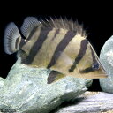 (熱帯魚)フォーバーダトニオ(フォーバータイガー) Mサイズ(約7~11cm)(1匹) 北海道航空便要保温 沖縄別途送料
