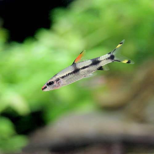 （熱帯魚）レッドライン・トーピードバルブ Sサイズ（5匹） 北海道・九州航空便要保温