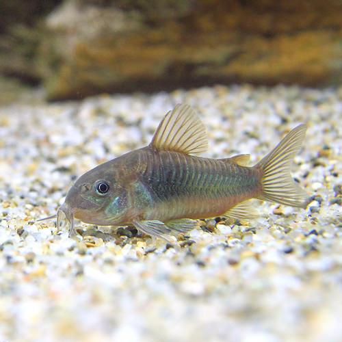（熱帯魚）コリドラス・アエネウス　パンタナル（ワイルド）（1匹）　北海道・九州航空便要保温