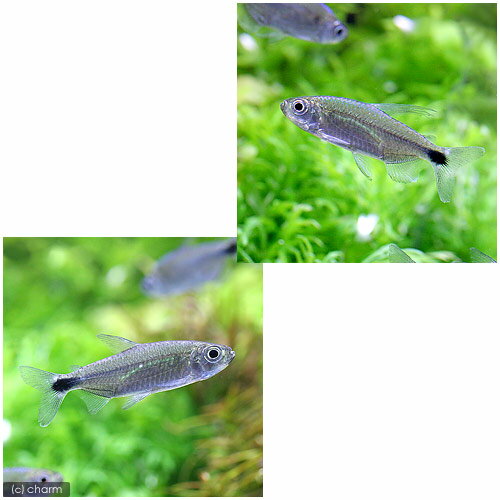 （熱帯魚）ブルーダイヤモンド・コンゴテトラ（1ペア）　北海道・九州航空便要保温