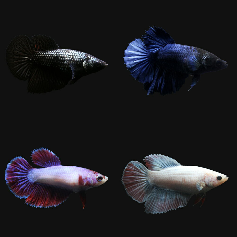 ��Ǯ�ӵ��˥٥����ϡ��եࡼ�󡡿�����ʤ��ʥ᥹�ˡ�1ɤ�ˡ��̳�ƻ���彣�Ҷ������ݲ�