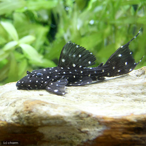 其它 - （熱帯魚）キングオブギャラクシー・トリム　タパジョス（ワイルド）（1匹）　北海道・九州航空便要保温